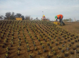 CURSO APRENDE A REEMPLAZAR TU PASTO CON CUBRESUELOS