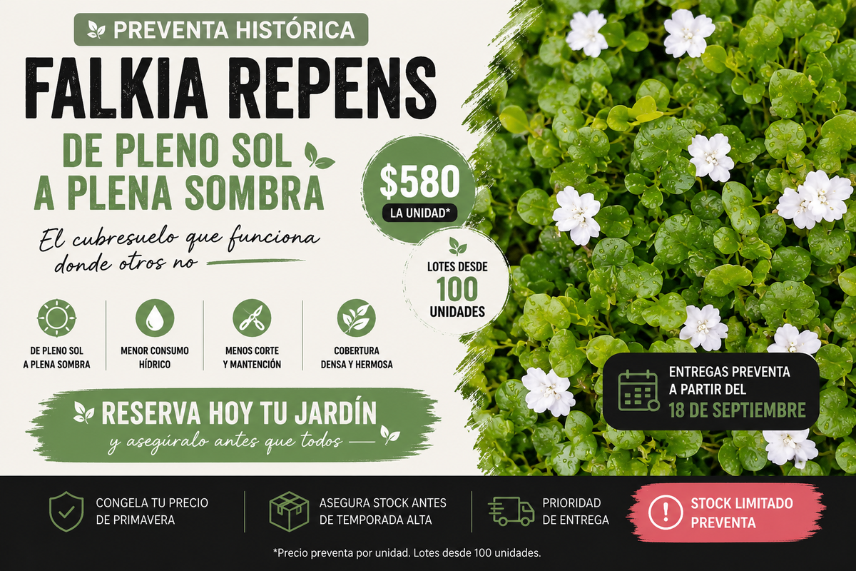🌱 PREVENTA HISTÓRICA FALKIA REPENS | Entregas a partir de la tercera semana de Septiembre según orden de compra