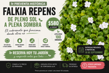 🌱 PREVENTA HISTÓRICA FALKIA REPENS | Entregas a partir de la tercera semana de Septiembre según orden de compra