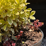 Arreglo de maceta Pitosporo tobira Variegado y Sedum Rojo