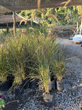 Pennisetum Rubra (rojo)