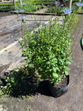 Agatea Verde – Felicia Amelloides