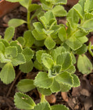 Plectranthus neochilus – Falso Boldo