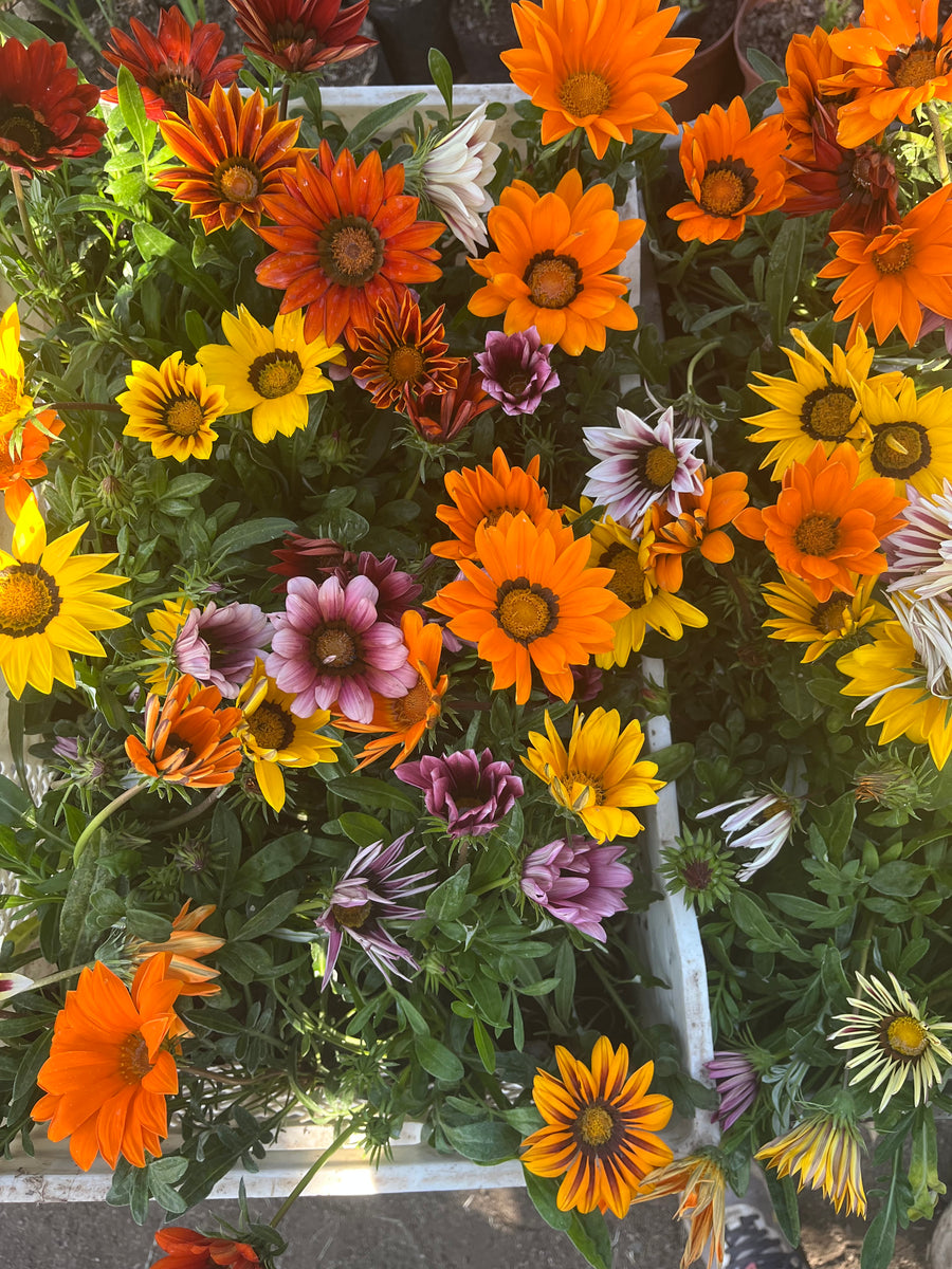Gazania Colores
