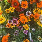 Gazania Colores