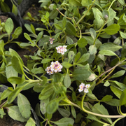 Tiqui tiqui - Tiki Tiki  (Phyla nodiflora)