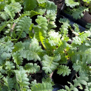 Cotula scariosa