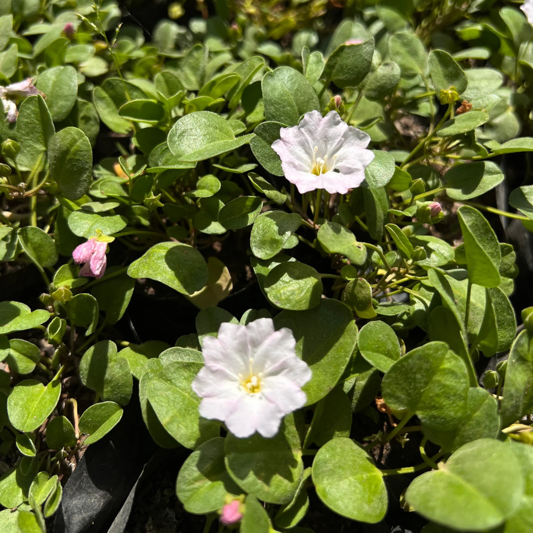 Falkia Repens