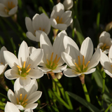 Cefirante (Zephyranthes candida)