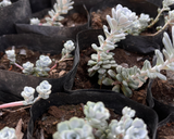 Sedum Blanco (Sedum Spathulifolium Cape Blanco)
