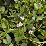 Tiqui tiqui (Phyla nodiflora)