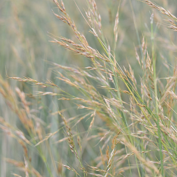 Stipa Caudata