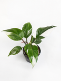 Philodendron White Princess