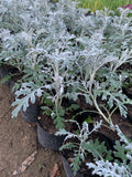 Cineraria marítima