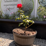 Rosa Tigre - Maceta Mediana