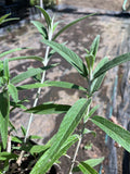 Salvia Leucantha