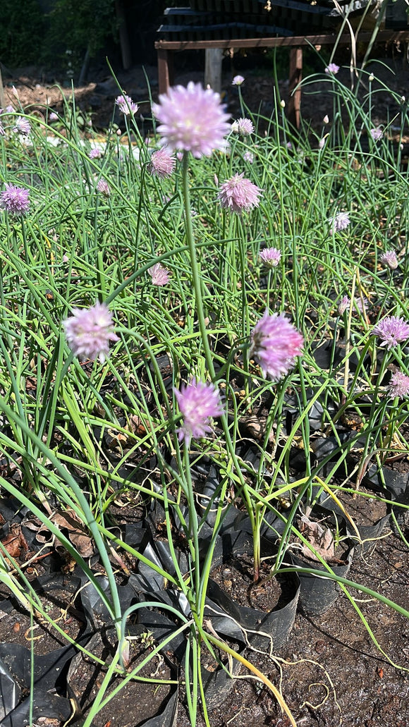 Ciboulette (Allium schoenoprasum)