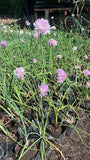 Ciboulette (Allium schoenoprasum)