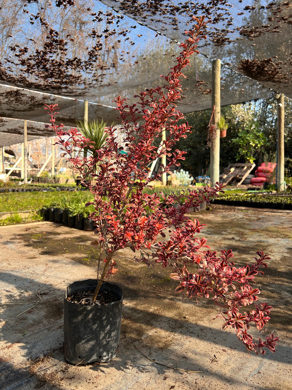 Coprosma tequila