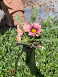 Gazania Colores