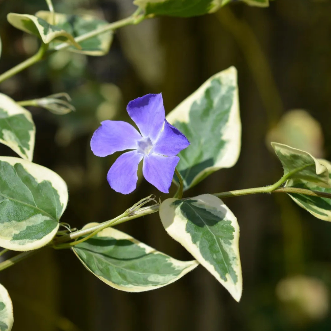 Vinca Major Variegada