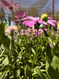 Osteospermum Rosado