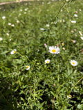 Vitadinia  (Erigeron Mucronatus)