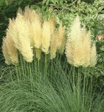 COLA DE ZORRO (cortaderia selloana)