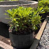 Pitosporo Tobira Enano – Formato Bolsa Grande