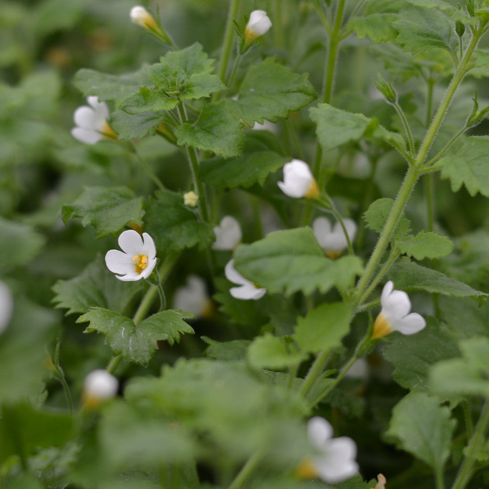 Bacopa
