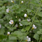 Bacopa