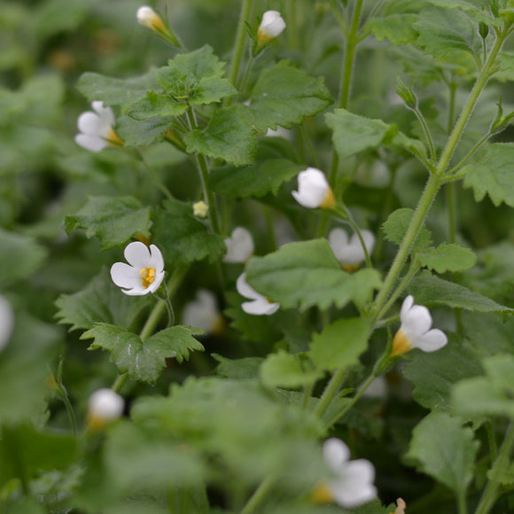 Bacopa