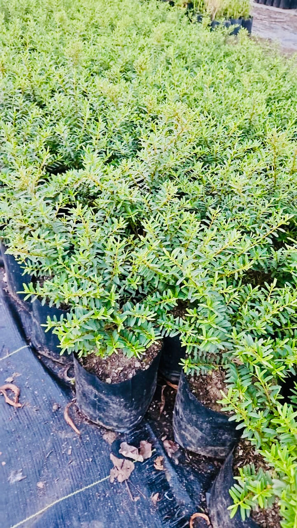 Verónica Postrata