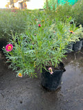 Agerantemo Rosado (Argyranthemum frutescens)