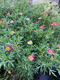 Agerantemo Rosado (Argyranthemum frutescens)
