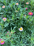 Agerantemo Rosado (Argyranthemum frutescens)
