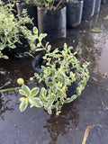 Agatea Variegada – Felicia amelloides