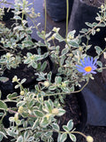 Agatea Variegada – Felicia amelloides
