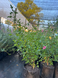 Lavatera Enana – Anisodontea capensis (“malvita de cerro”)