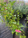 Lavatera Enana – Anisodontea capensis (“malvita de cerro”)