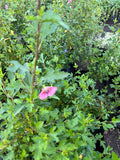 Lavatera Enana – Anisodontea capensis (“malvita de cerro”)