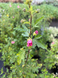 Lavatera Enana – Anisodontea capensis (“malvita de cerro”)