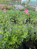 Lavatera Enana – Anisodontea capensis (“malvita de cerro”)
