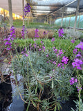 Erysimum Morado ☀️