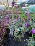 Erysimum Morado ☀️