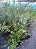Westringia Blanca – Romero Australiano

Westringia fruticosa