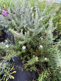 Westringia Blanca – Romero Australiano

Westringia fruticosa