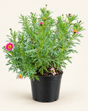 Agerantemo Rosado (Argyranthemum frutescens)
