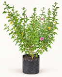 Lavatera Enana – Anisodontea capensis (“malvita de cerro”)