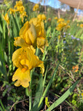 Lirio Amarillo – Iris Germanica BAJO CONSUMO HÍDRICO “inmortal “